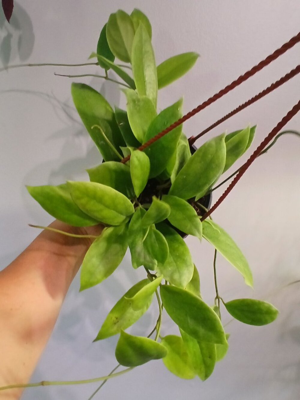 Hoya Incrassata - Picture 7 of 7